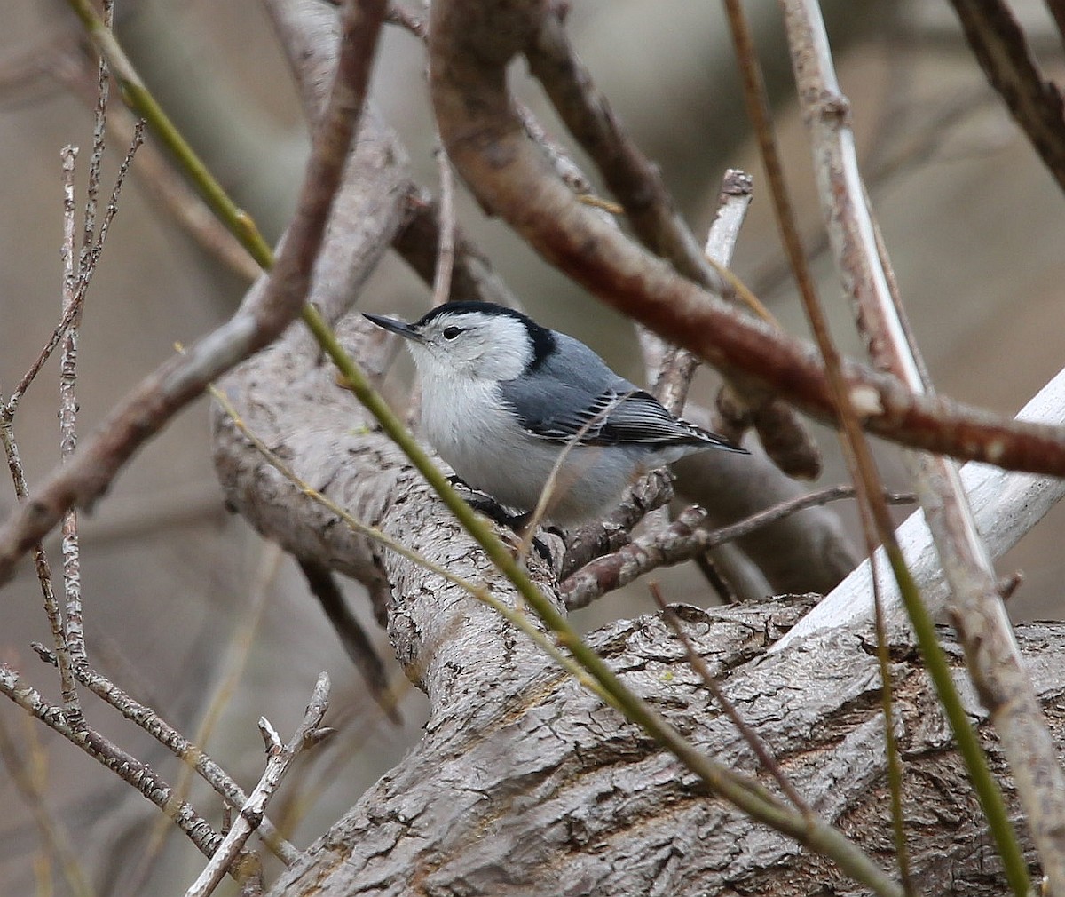 White-breasted Nuthatch - ML331761531