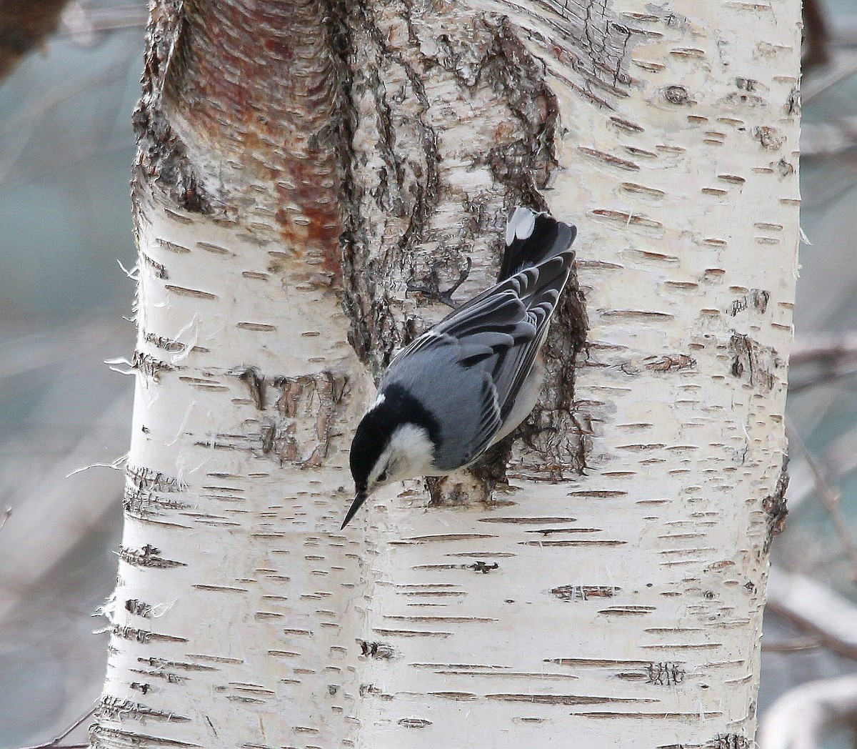 White-breasted Nuthatch - ML331762561