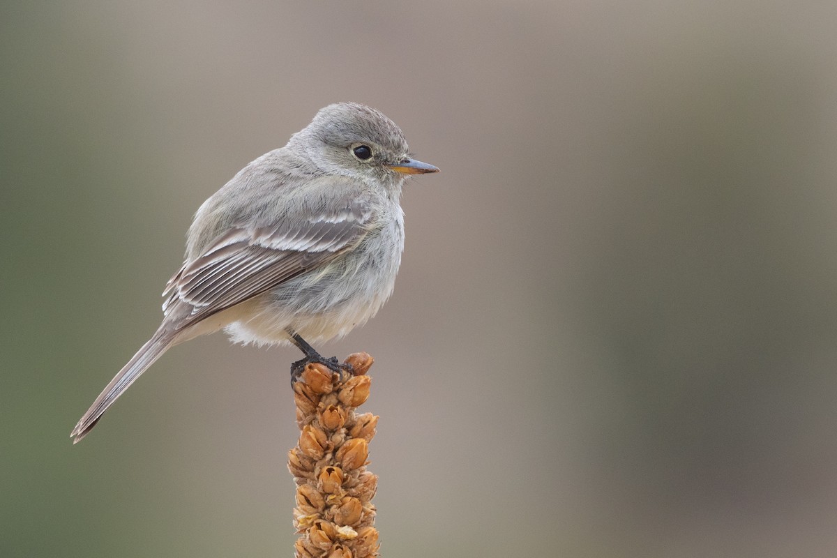 Gray Flycatcher - Phil Chaon