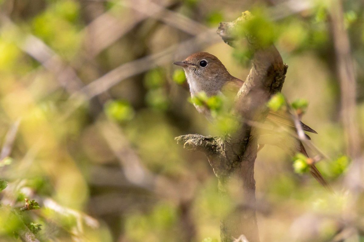Common Nightingale - Honza Grünwald