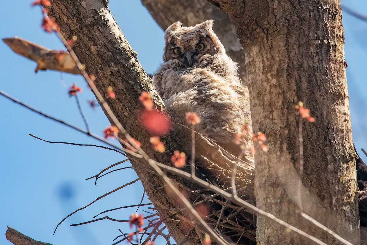 Great Horned Owl - ML331769851