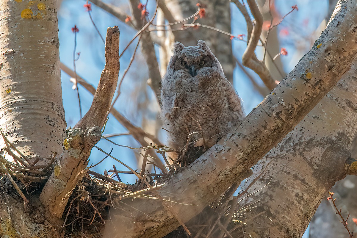 Great Horned Owl - ML331769861