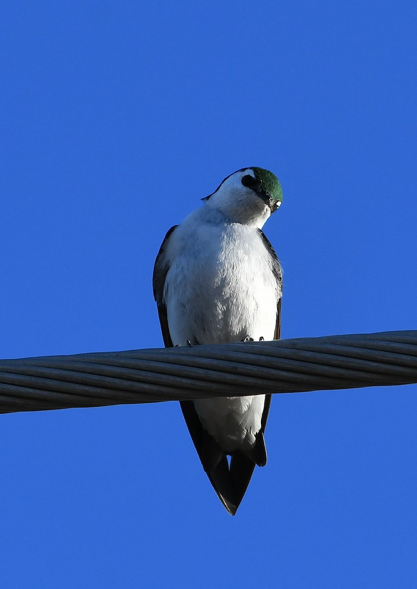 Violet-green Swallow - ML331776361