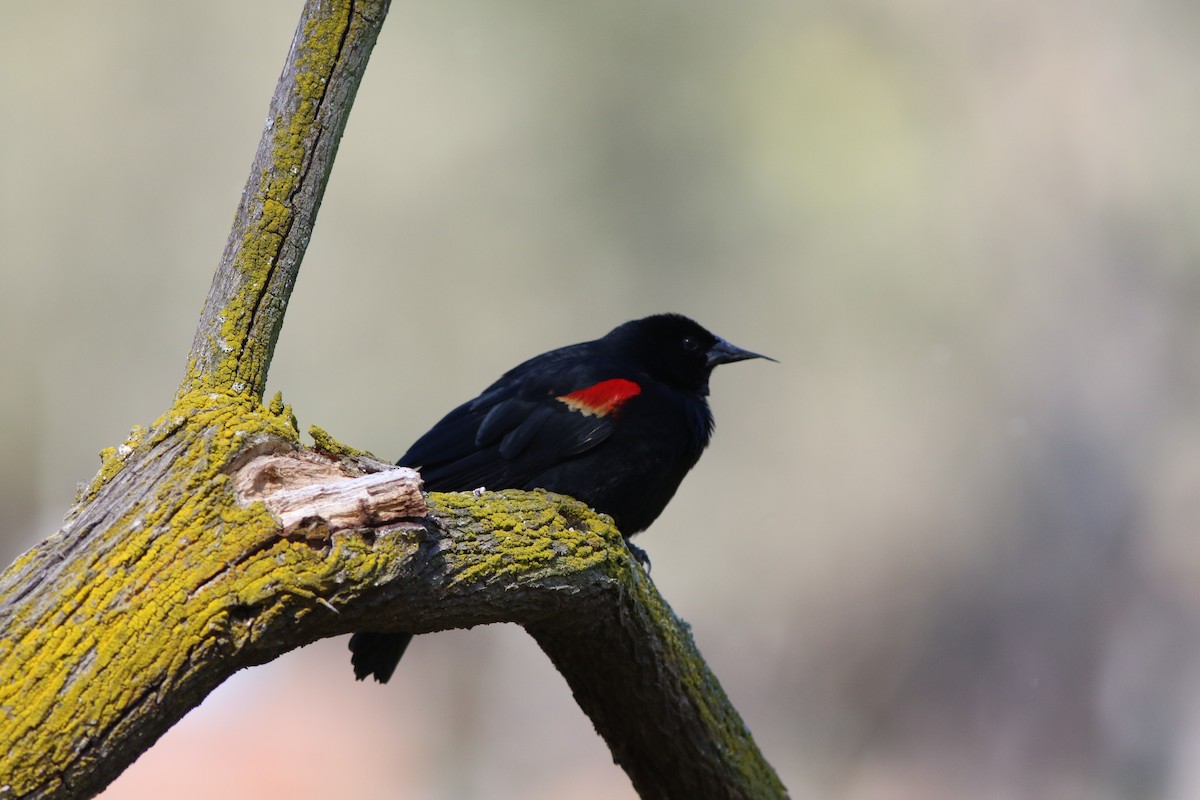 Red-winged Blackbird - ML331779161