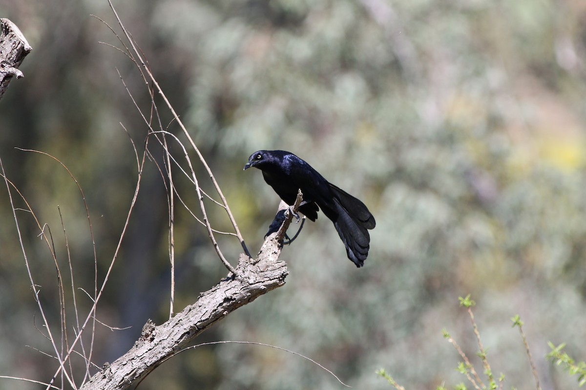 Great-tailed Grackle - ML331779221