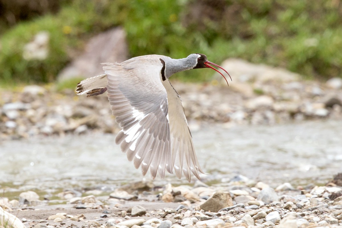 Bec-d'ibis tibétain - ML331779401
