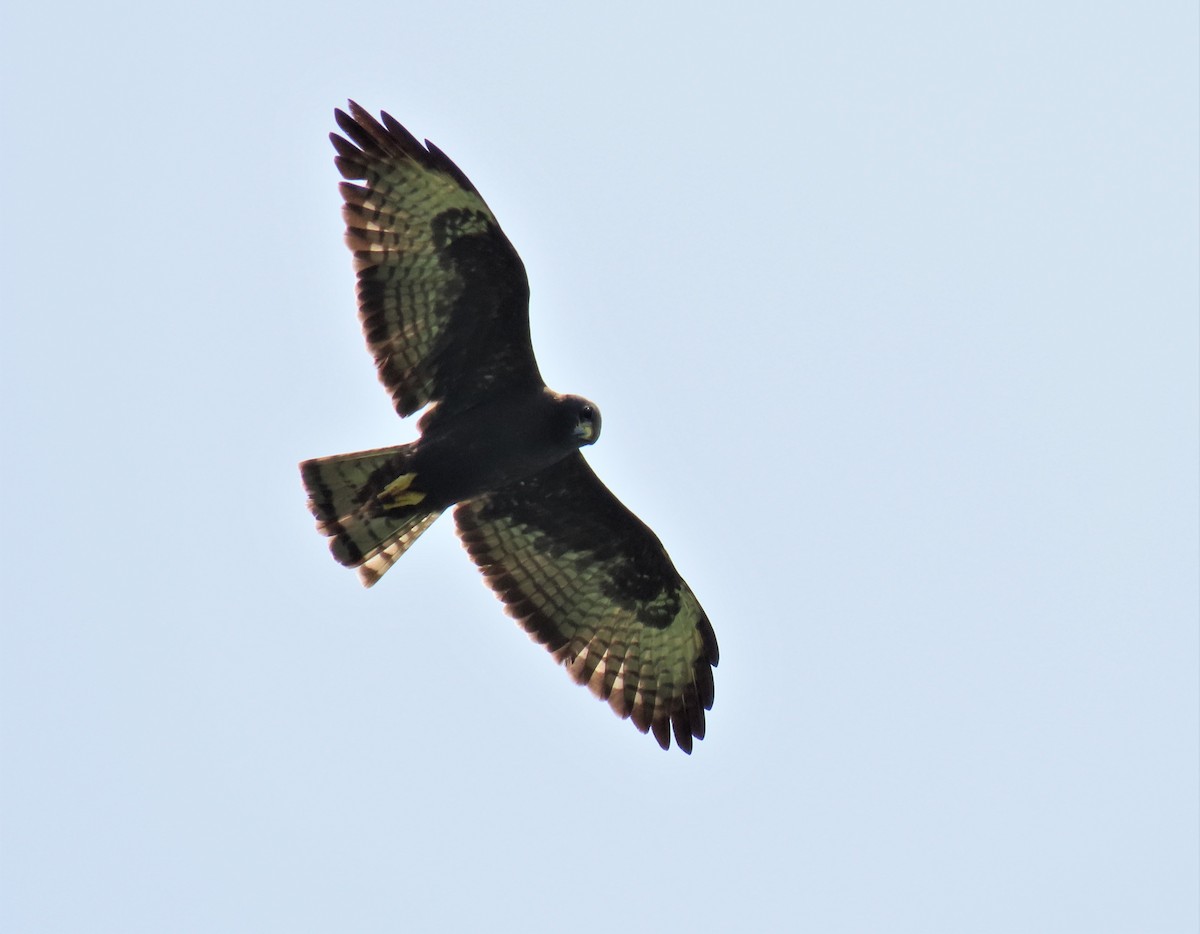 Short-tailed Hawk - ML331779941