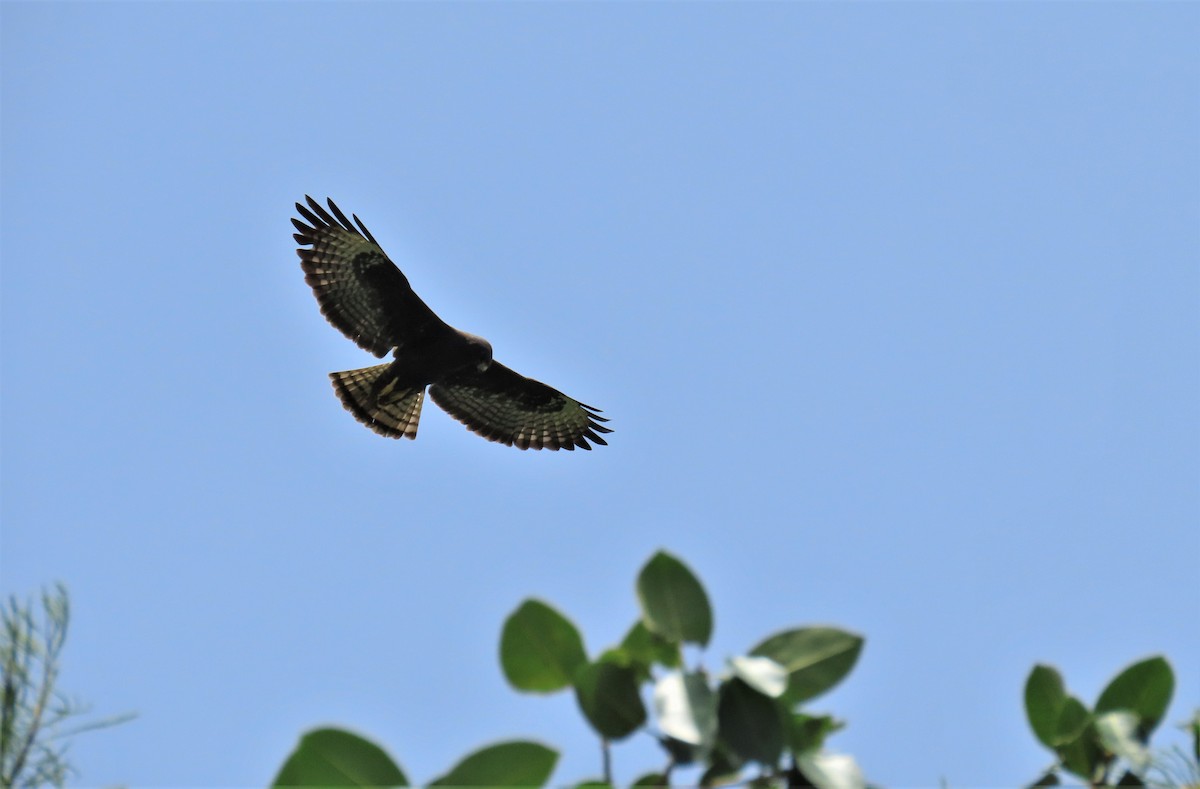 Short-tailed Hawk - ML331780031