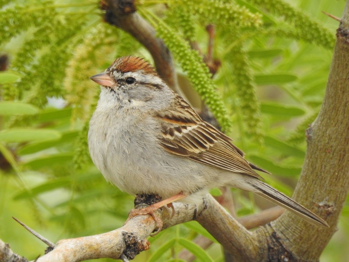 Chipping Sparrow - Kelly Wright
