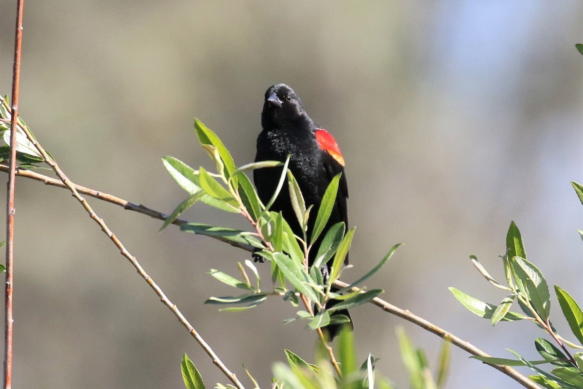 Red-winged Blackbird - ML331784321