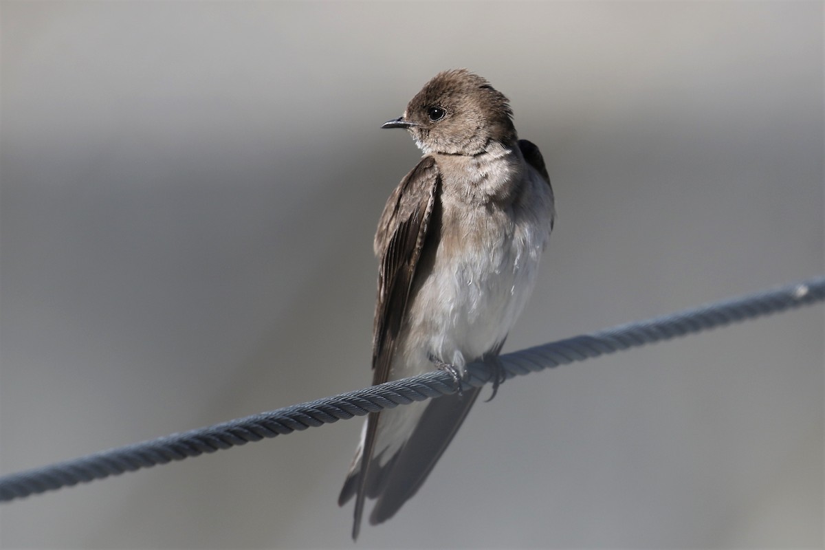 Northern Rough-winged Swallow - ML331784781