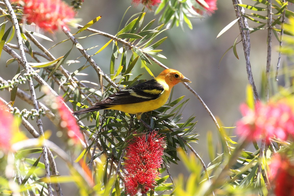 Western Tanager - ML331784891