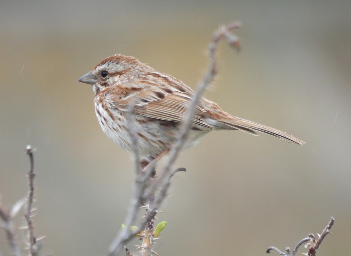 Song Sparrow - Carol Baird Molander