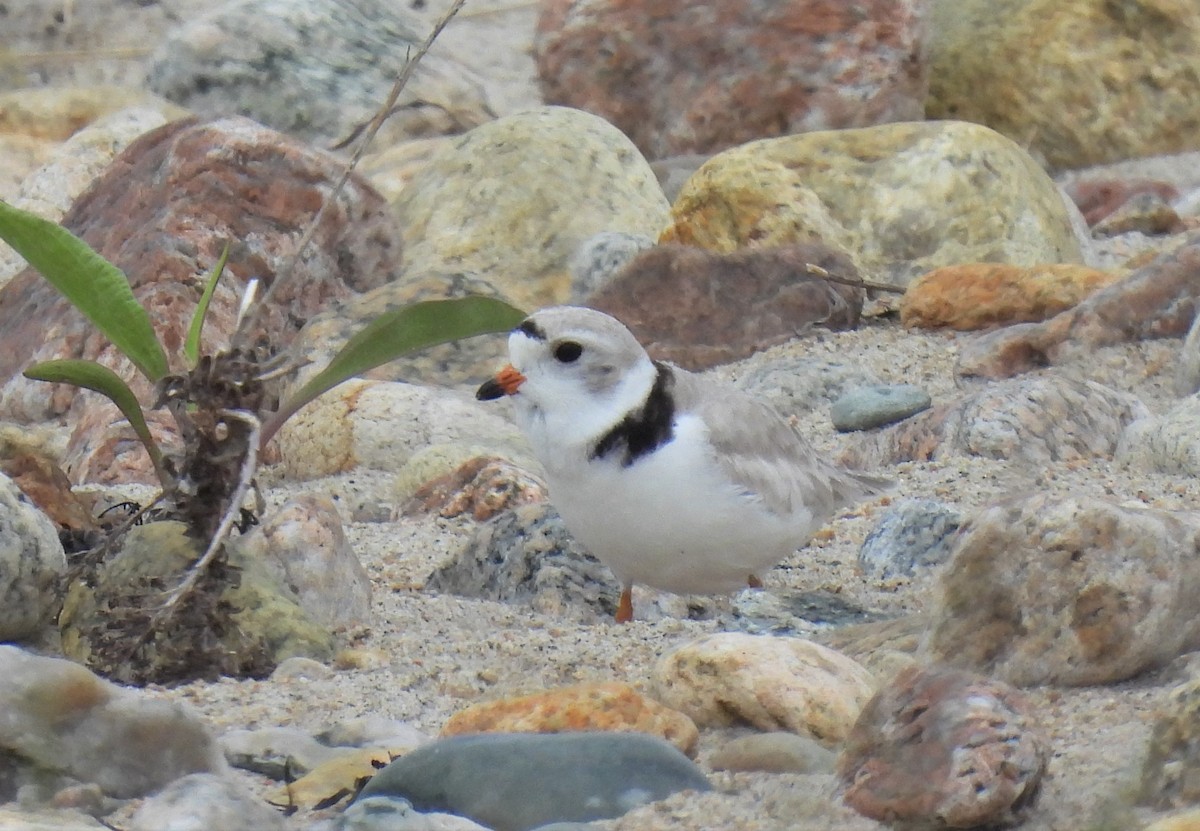 Piping Plover - ML331786951