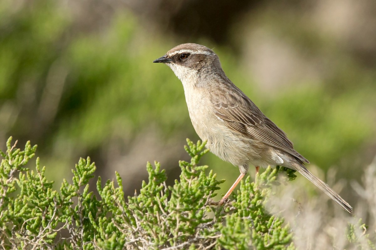 Brown Accentor - ML331787101
