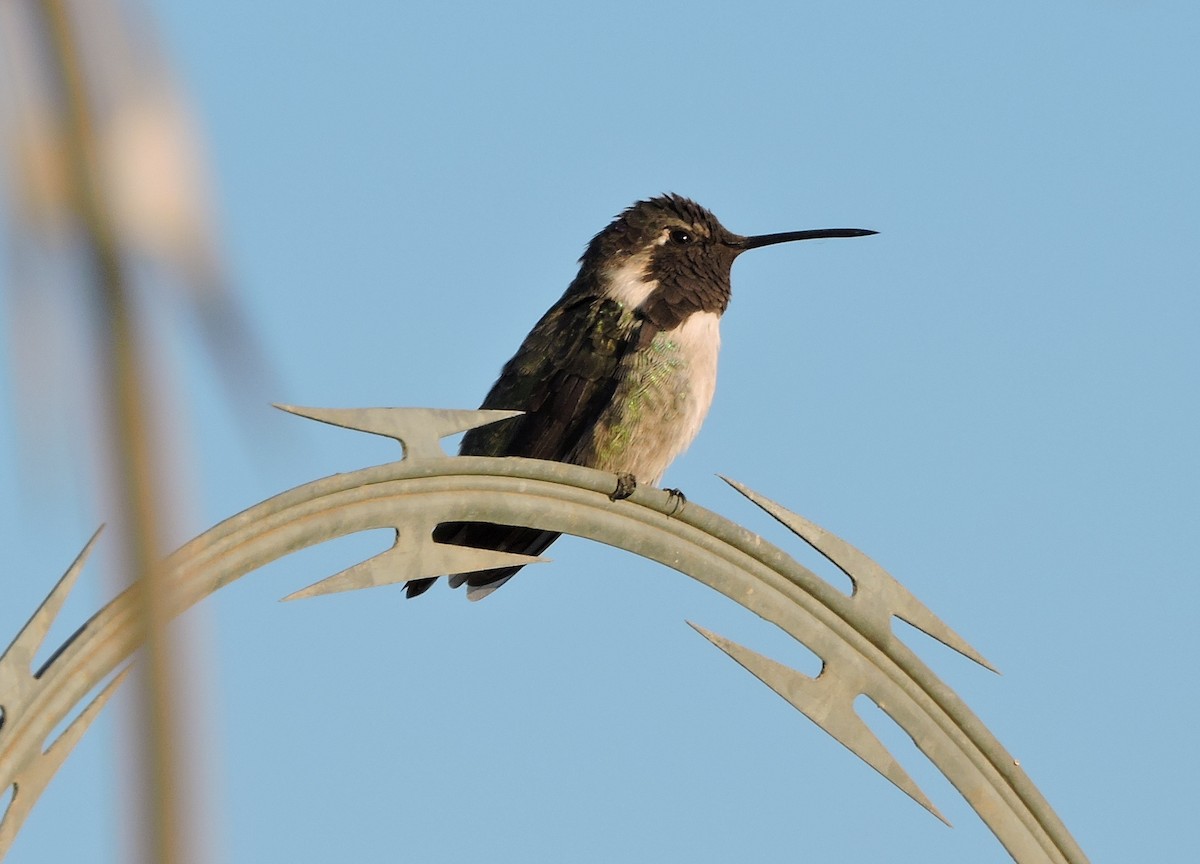 Costa's Hummingbird - Greg Cross
