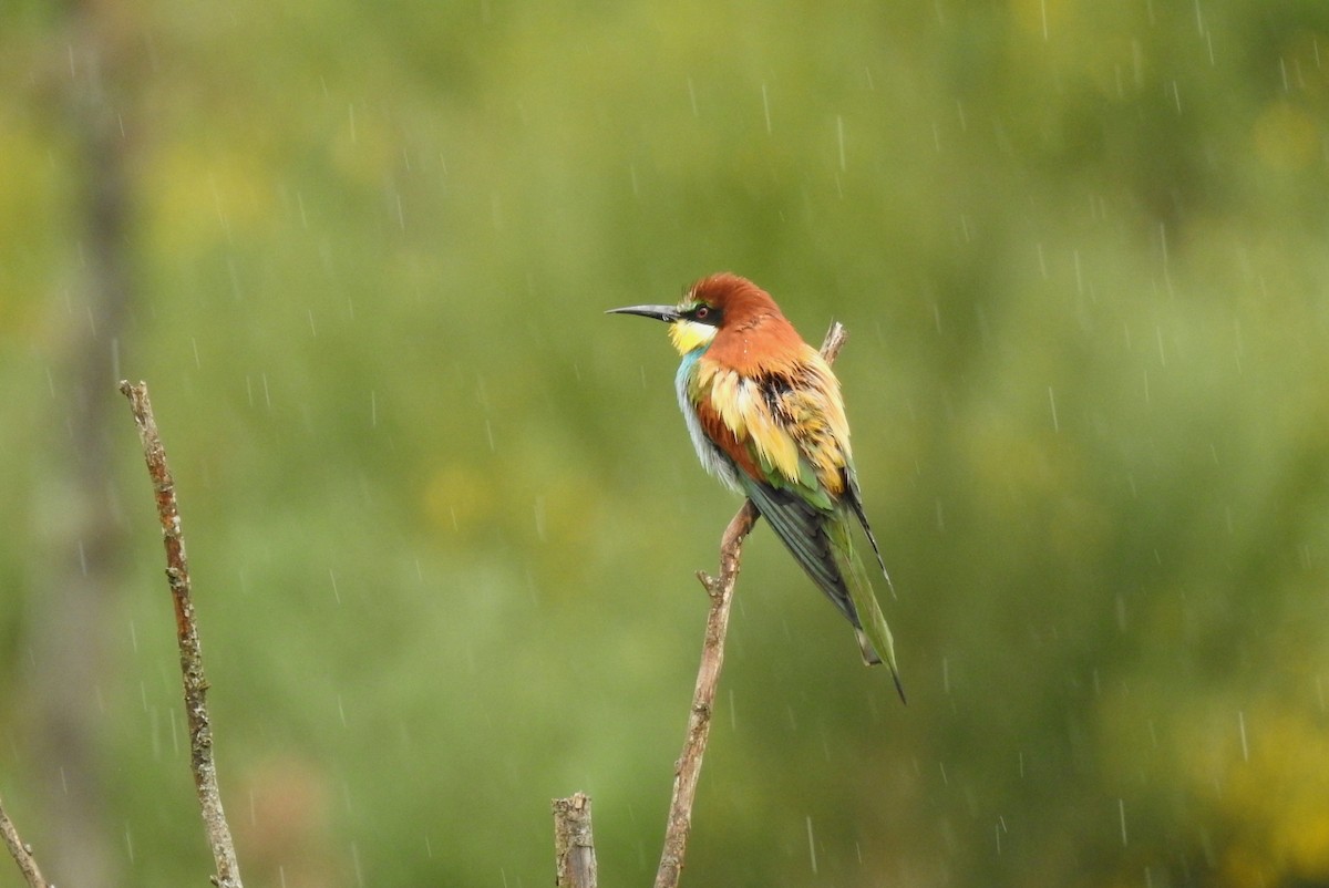 European Bee-eater - ML331800401