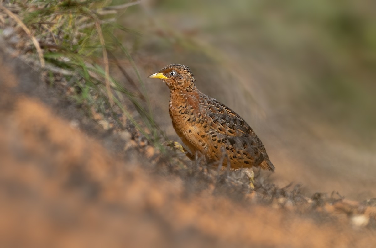 Red-backed Buttonquail - ML331800951