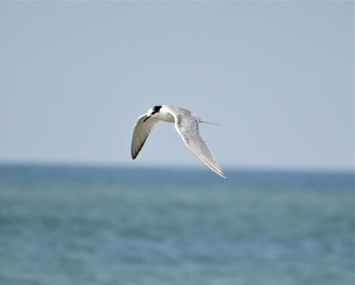 Common Tern - Marc North