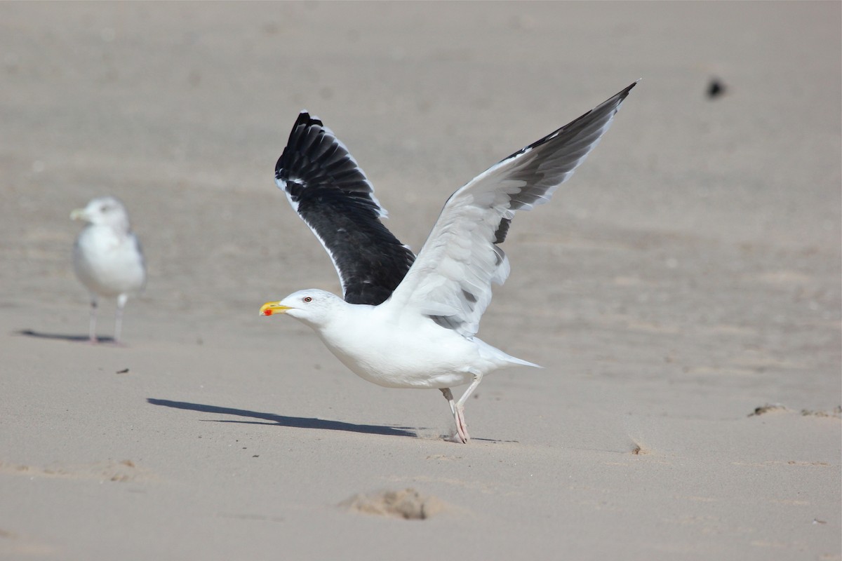 Great Black-backed Gull - Marc North
