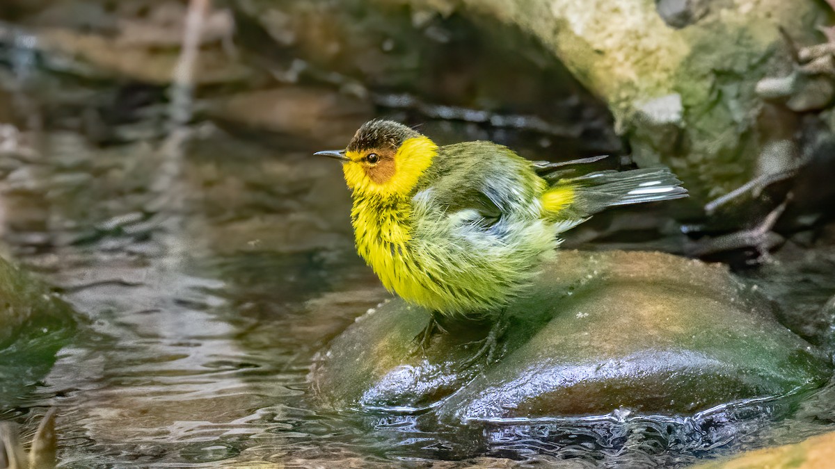 Cape May Warbler - ML331803101