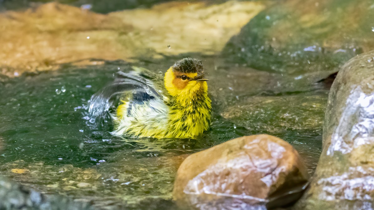 Cape May Warbler - Foster Wang