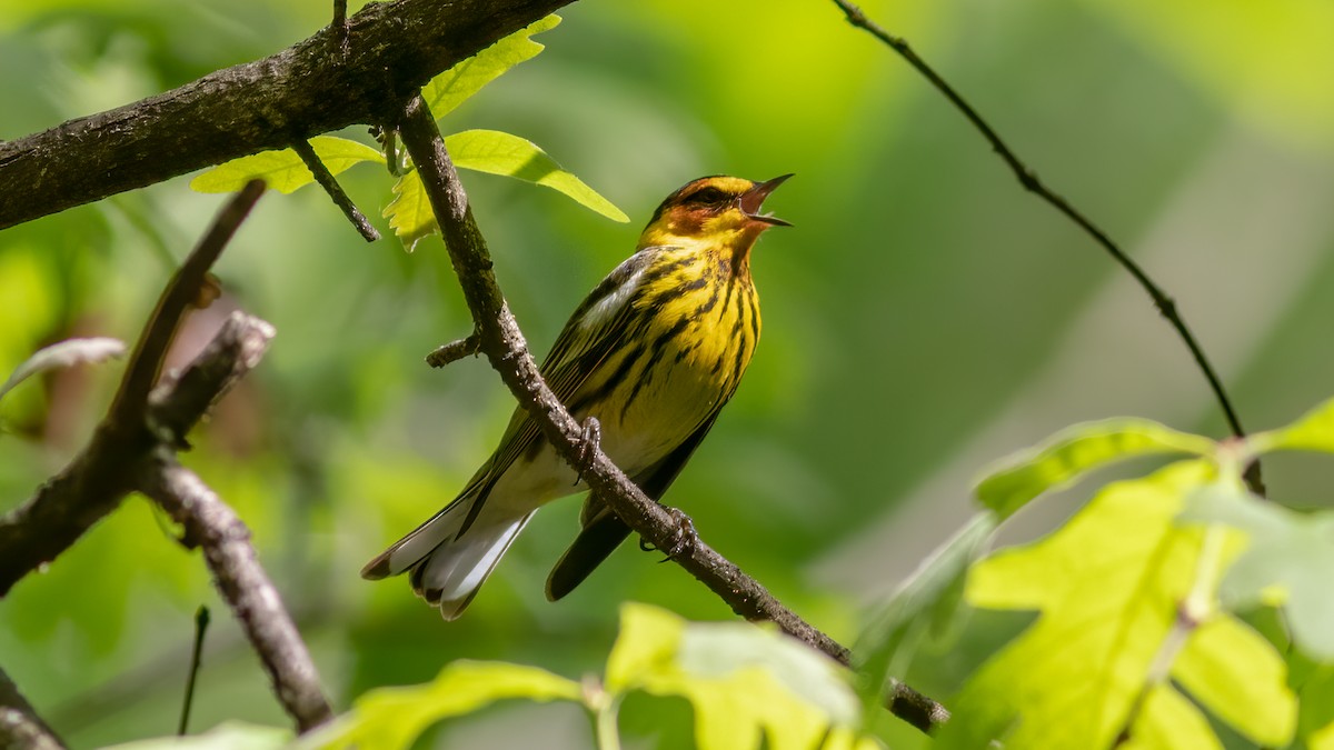 Cape May Warbler - ML331803171