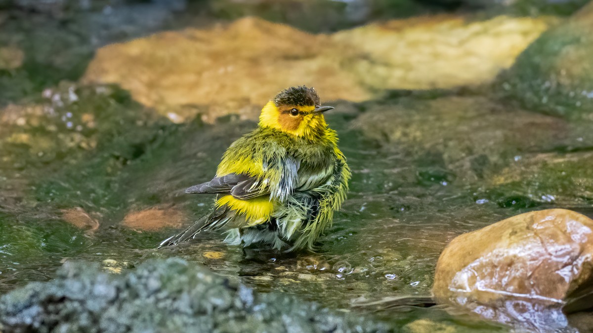 Cape May Warbler - Foster Wang