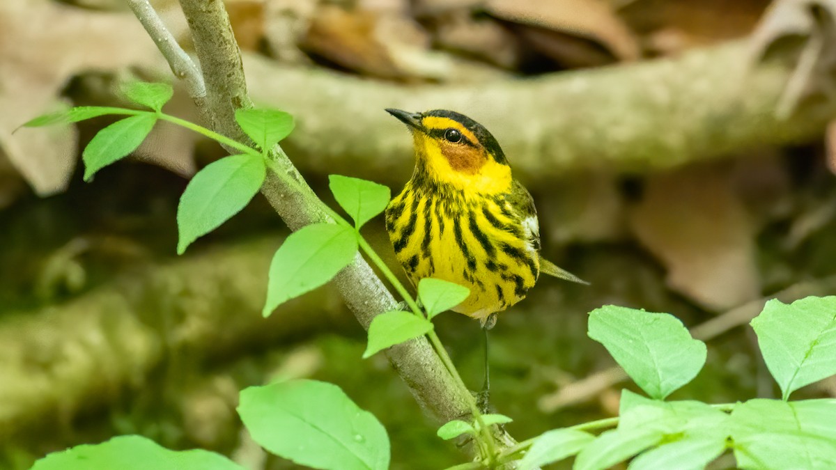 Cape May Warbler - ML331803231