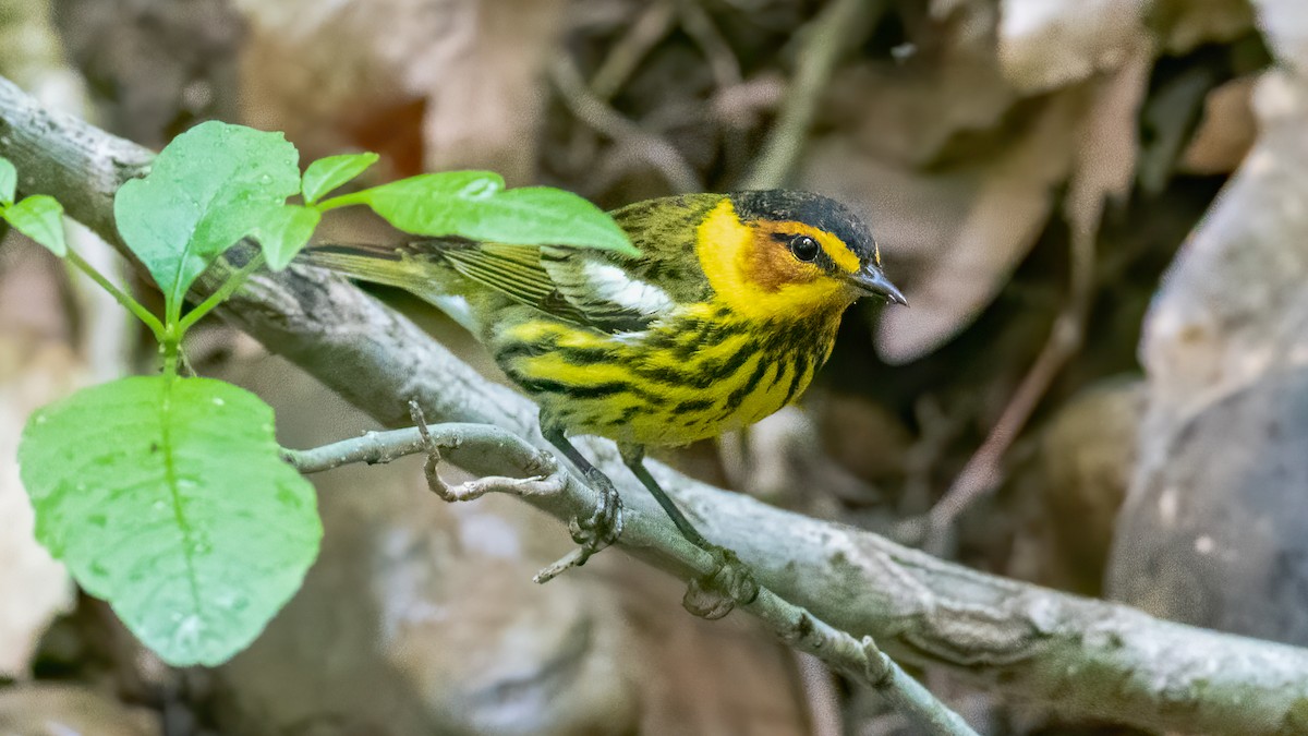 Cape May Warbler - ML331803261