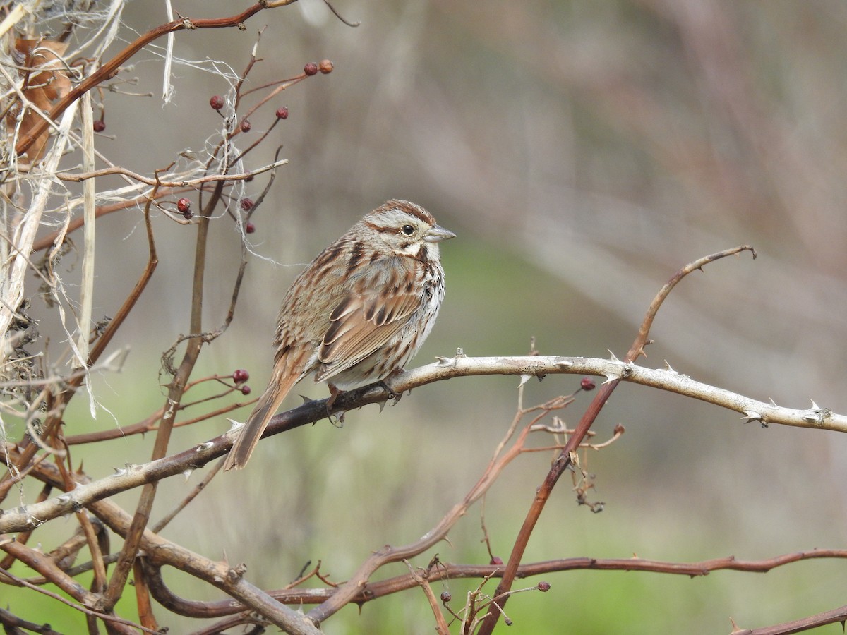 Song Sparrow - Alex Trifunovic