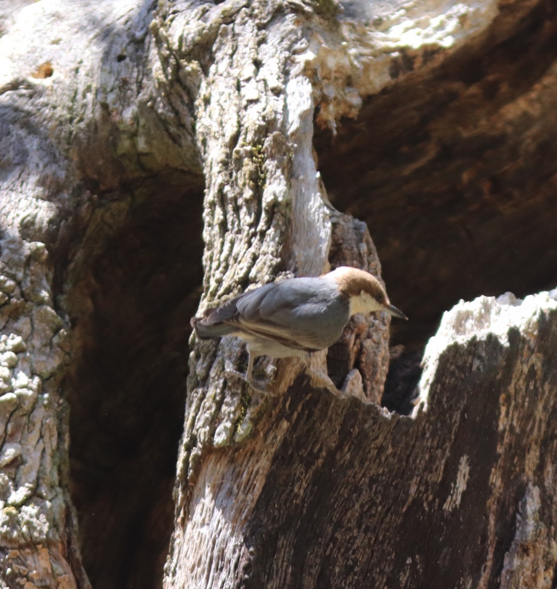 Brown-headed Nuthatch - ML331823701