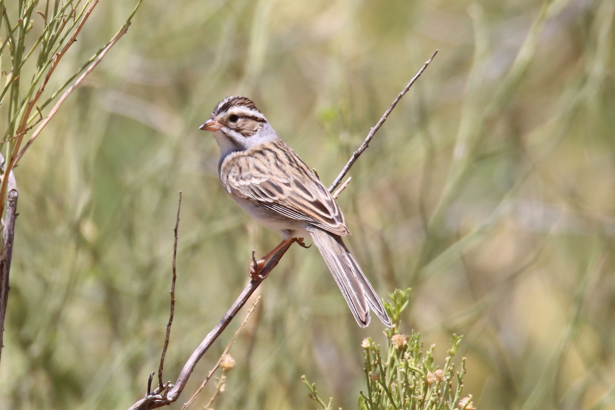 Clay-colored Sparrow - ML331823741