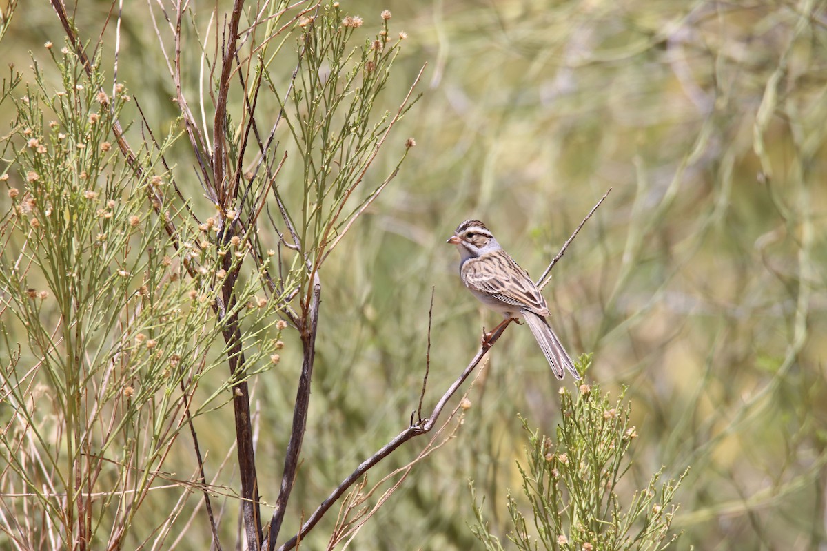 Clay-colored Sparrow - ML331823761
