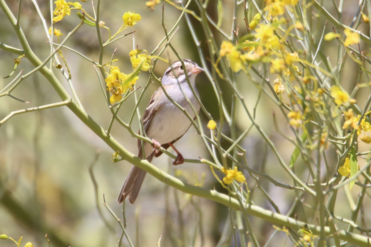 Clay-colored Sparrow - ML331823821