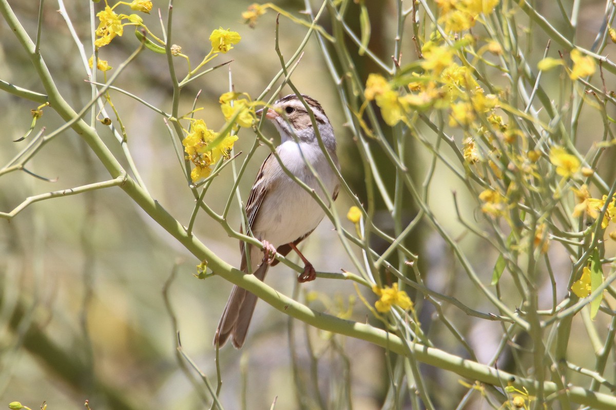 Clay-colored Sparrow - ML331823831