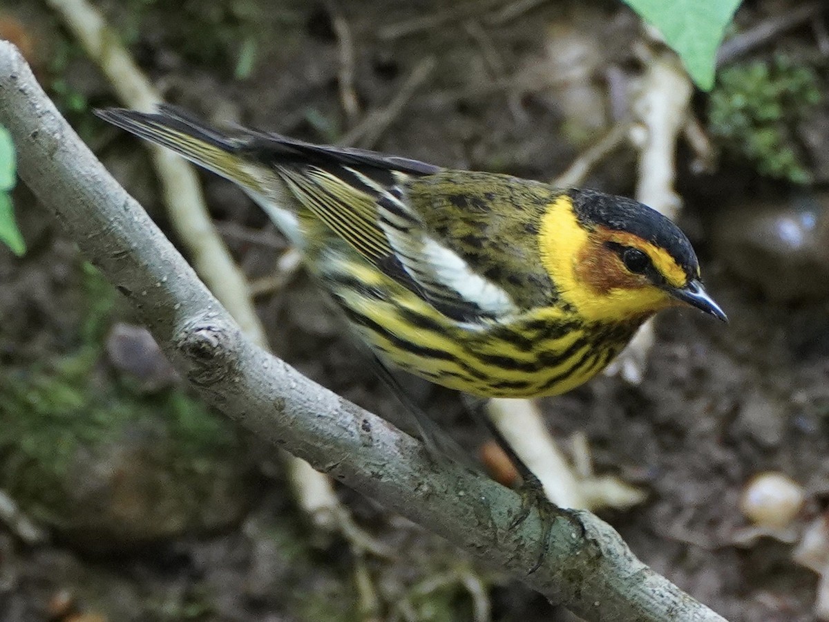 Cape May Warbler - ML331824021