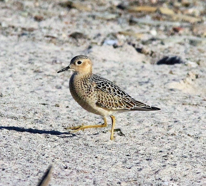 Buff-breasted Sandpiper - Jerry McWilliams