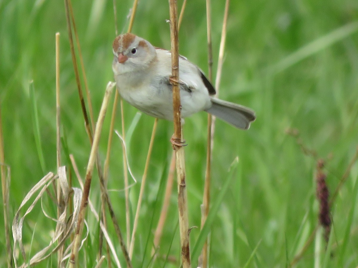 Field Sparrow - ML331829551