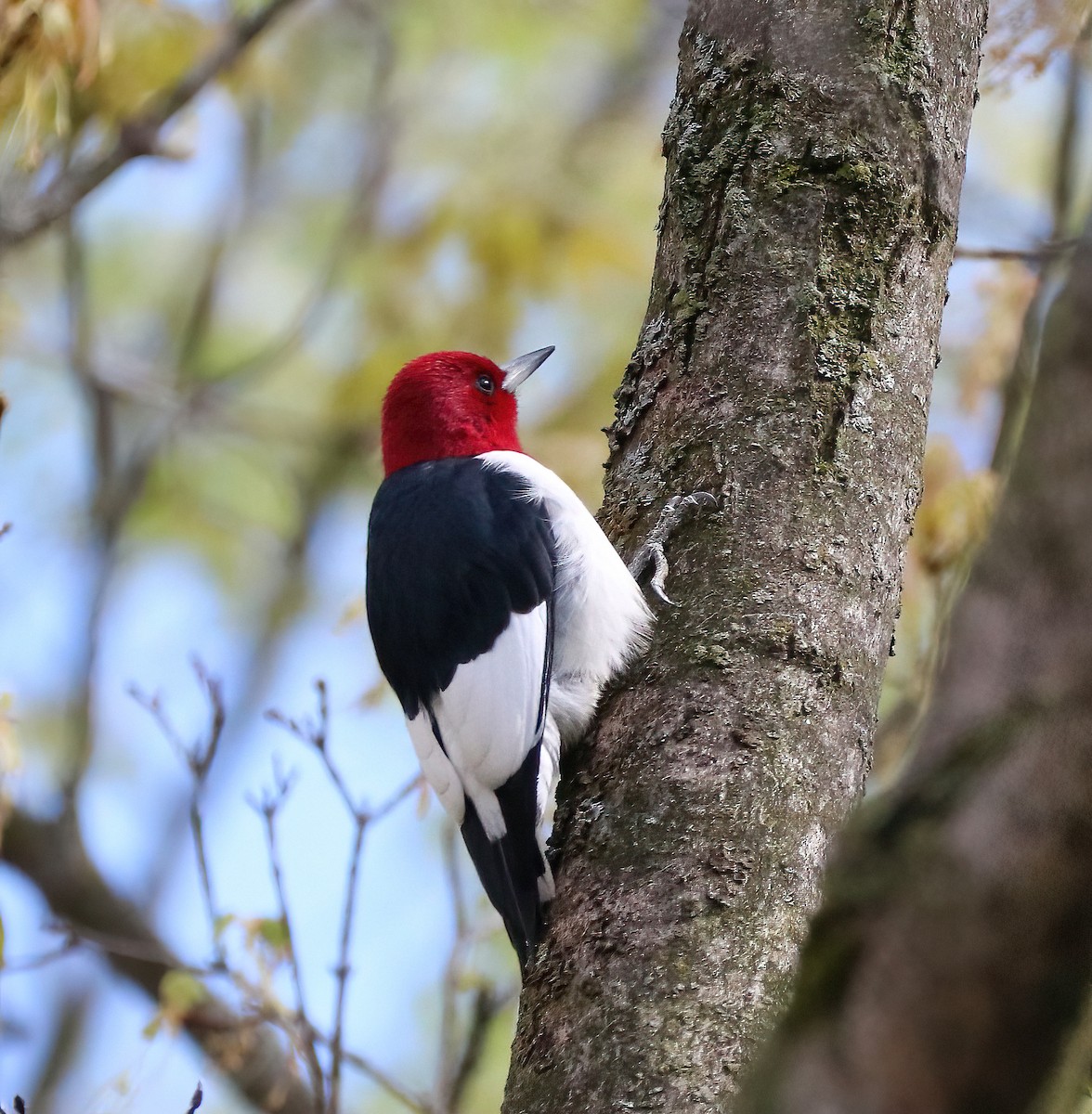 Red-headed Woodpecker - ML331830791