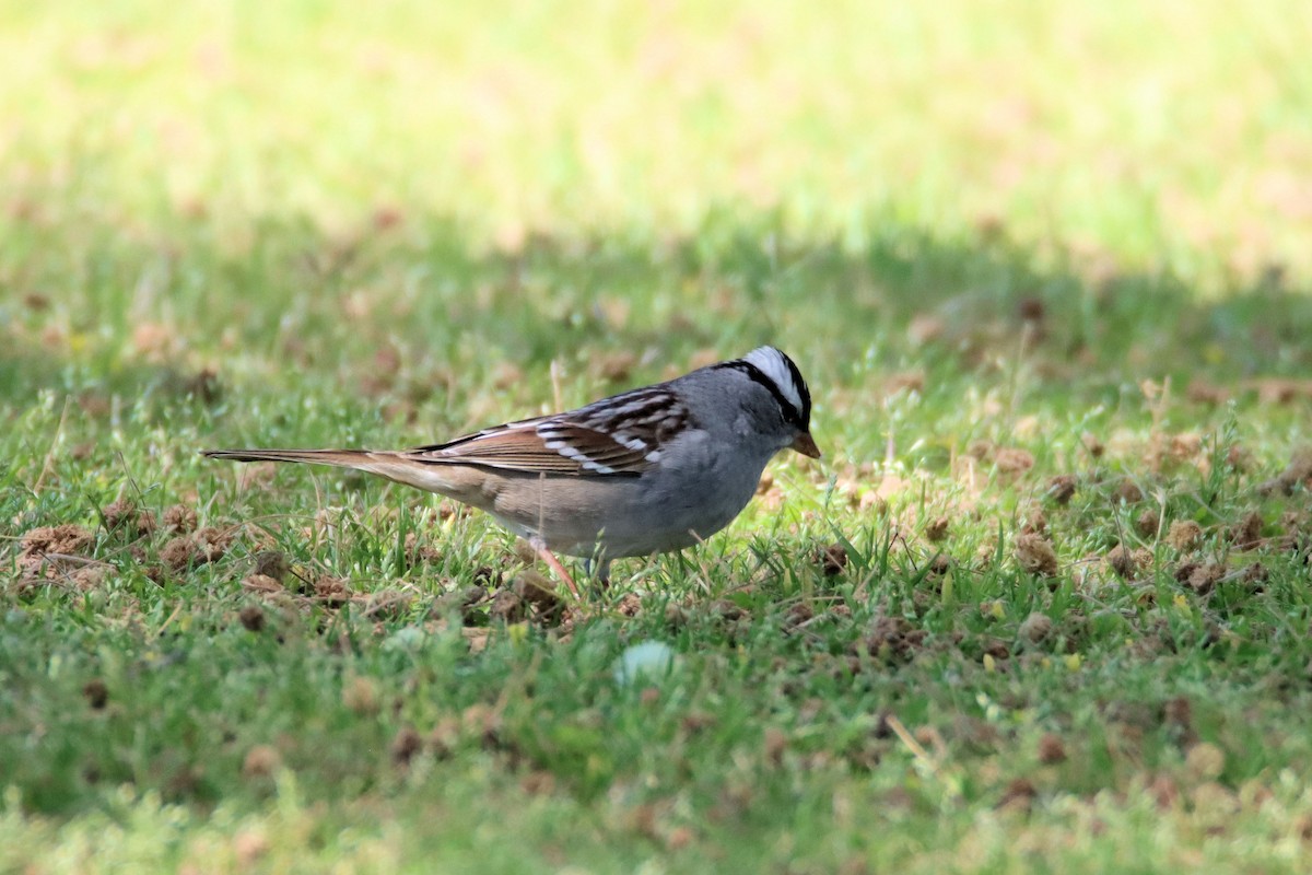 White-crowned Sparrow (Dark-lored) - ML331833531