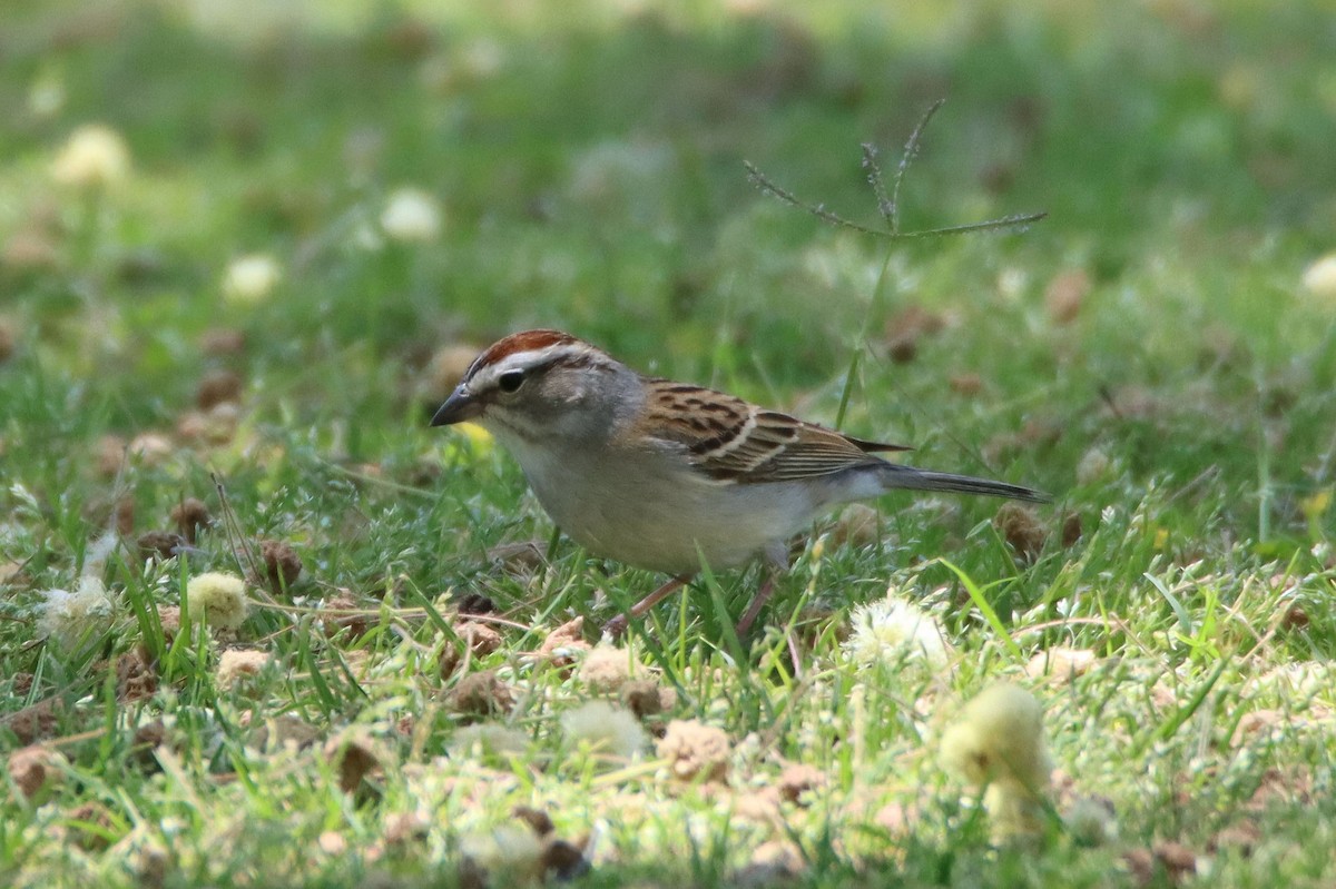 Chipping Sparrow - ML331834141