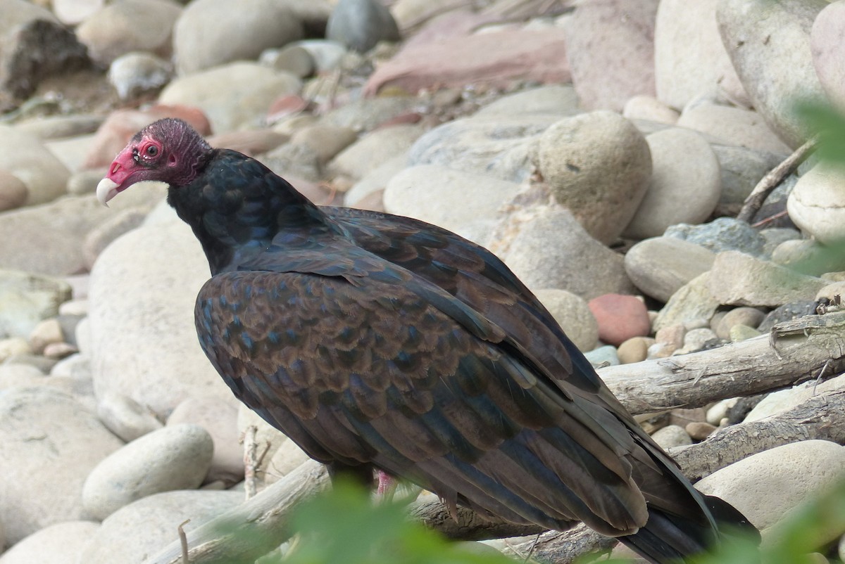 Turkey Vulture - ML33183431