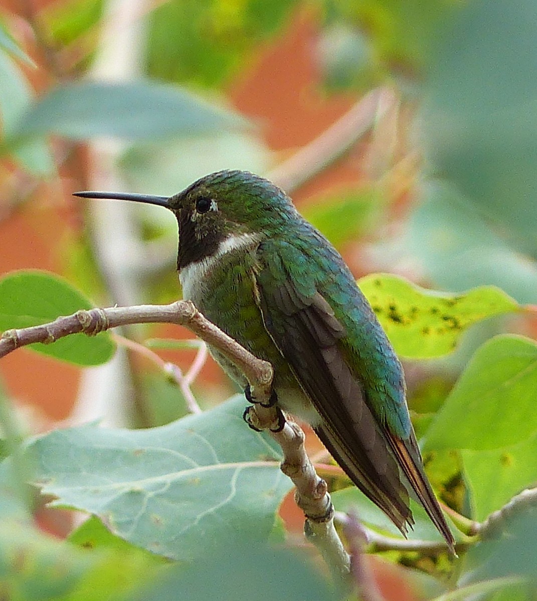 Broad-tailed Hummingbird - Michael Emenaker