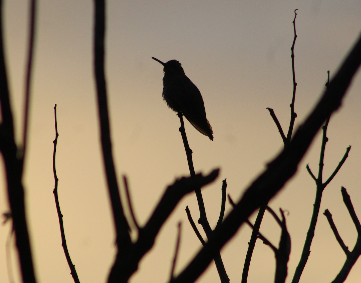 Scaly-breasted Hummingbird - xixa_ black