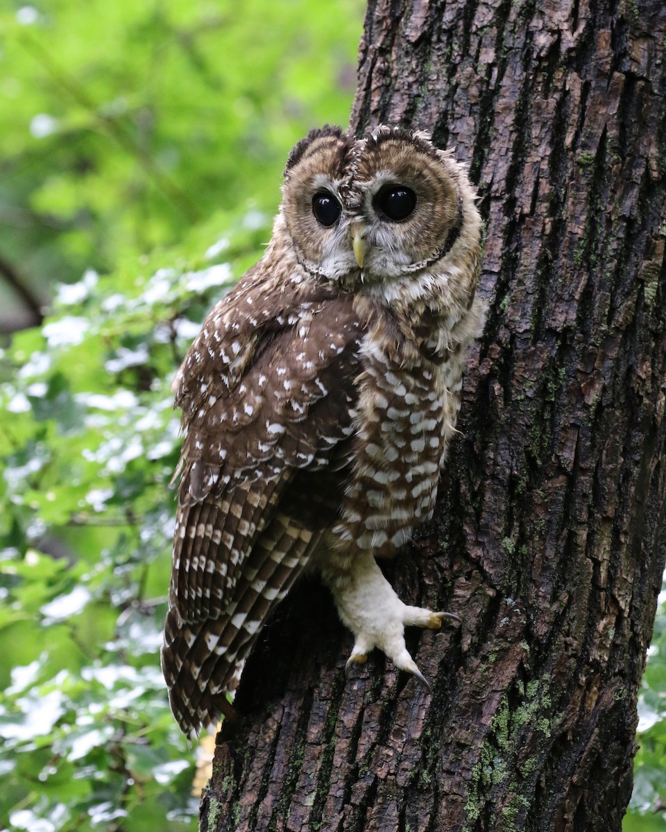 Spotted Owl (Mexican) - Frank Mantlik