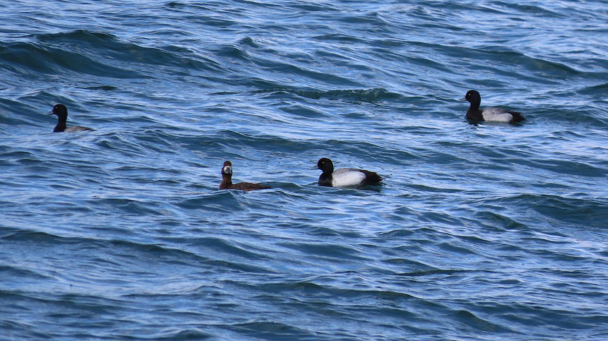Greater Scaup - ML331845701
