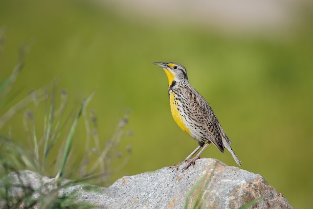 Western Meadowlark