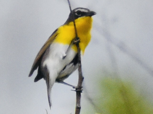 Yellow-breasted Chat - ML331853581