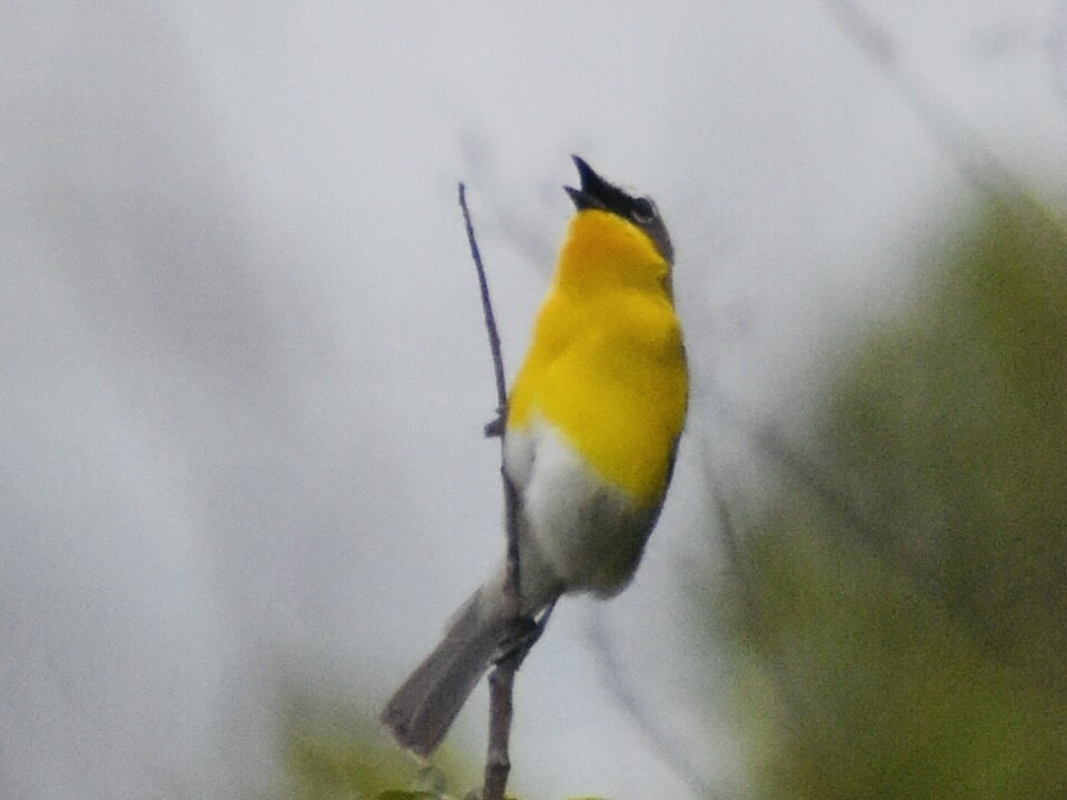 Yellow-breasted Chat - ML331853721